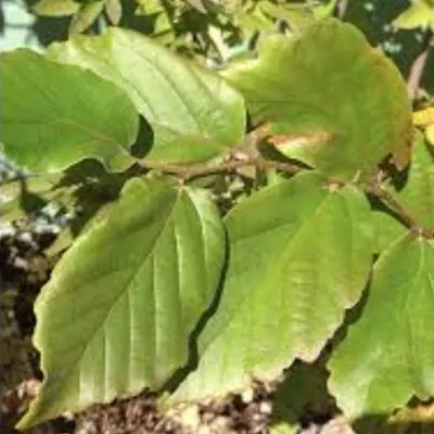 Parrotia Vanessa v.9