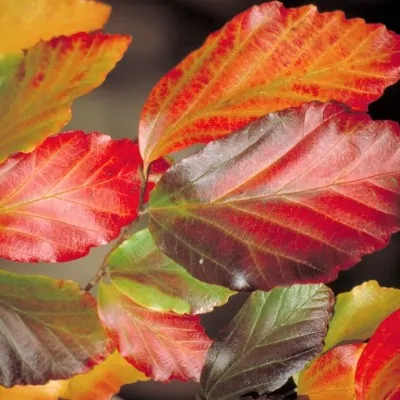 Parrotia Vanessa v.9