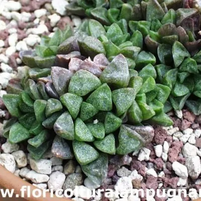 Haworthia pygmaea fa...