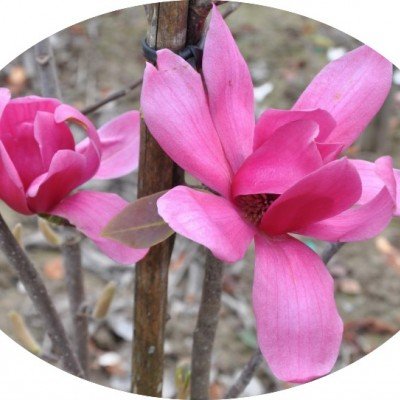 copy of Magnolia...