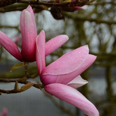 copy of Magnolia...