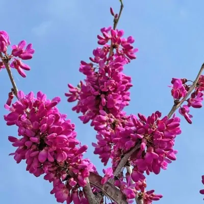 Cercis sinensis compacta