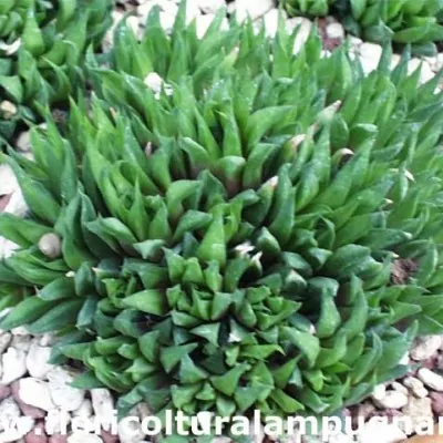 Haworthia chloracantha