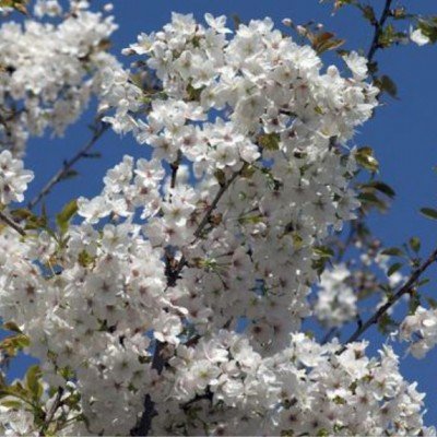Prunus serr. jo nioi vaso 9