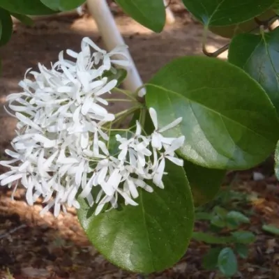 Chionanthus retusus