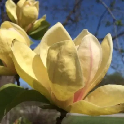 Magnolia Sunsation