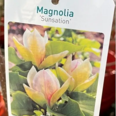 Magnolia Sunsation