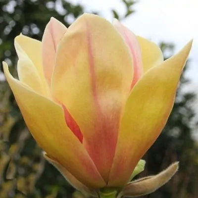 Magnolia Sunsation