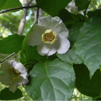 Sinocalycanthus Sinensis...