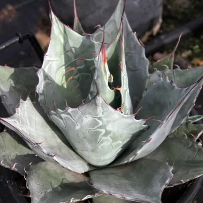 copy of Agave Horrida...