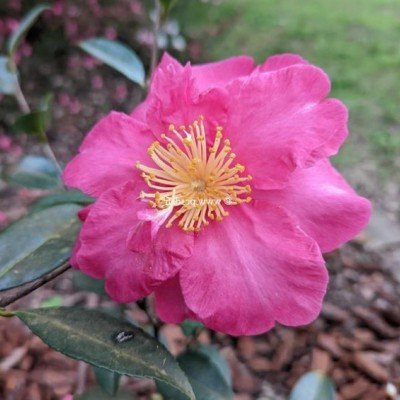 Camelia sasanqua Belinda...