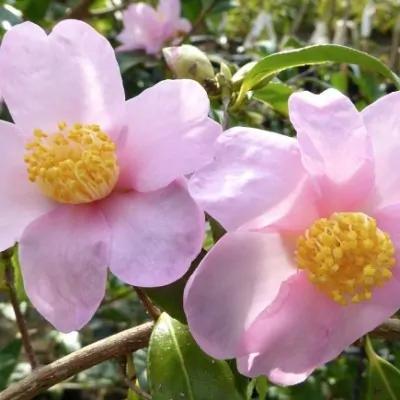 Camelia sasanqua 'Ashton's...