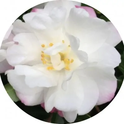 Camelia sasanqua Little...