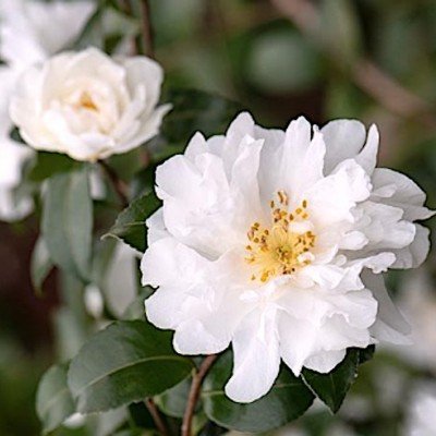 Camelia Sasanqua Polar Ice...