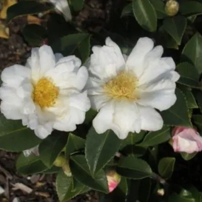 Camelia Sasanqua Polar Ice...