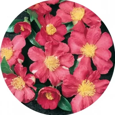 Camelia sasanqua sylvia