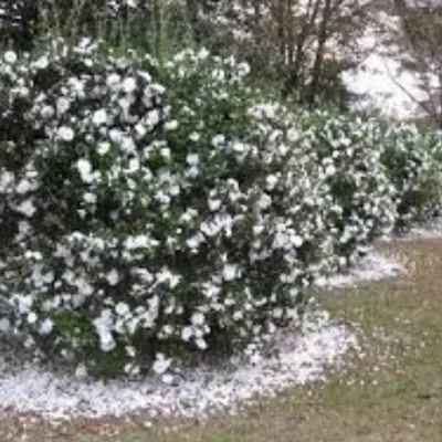 Camellia sasanqua 'Hina...