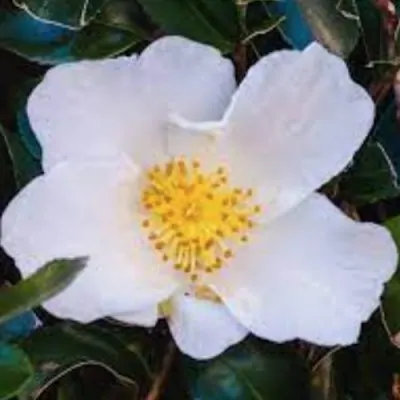 Camelia sasanqua Oleifera...