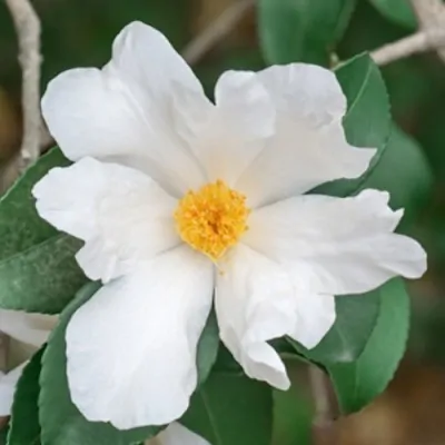 Camelia Oleifera vaso 18