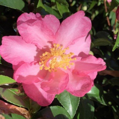 copy of Camellia sasanqua...