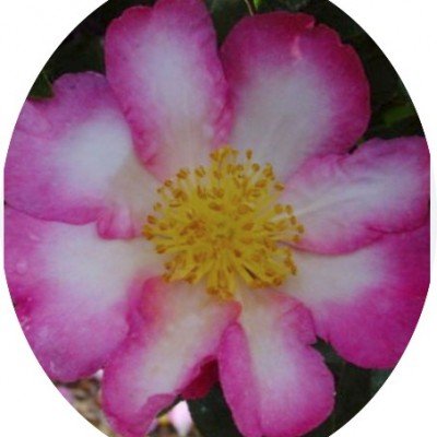 Camelia sasanqua Navajo...