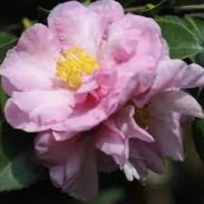 Camelia sasanqua Marta...