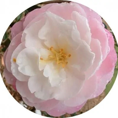 Camelia sasanqua Little Pearl