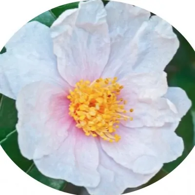 Camelia sasanqua winter...