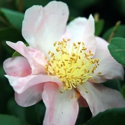 Camelia sasanqua winter...