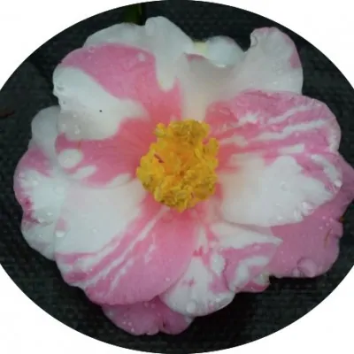 Camelia sasanqua x Shibori...