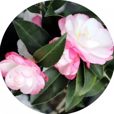 Camelia Sasanqua Paradise...