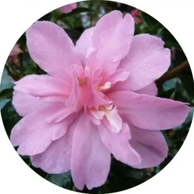 Camelia sasanqua Elfin rose...