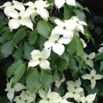 Cornus Kousa Nicole v. 16