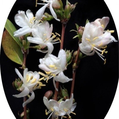 Lonicera Fragrantissima vaso 9