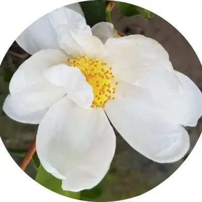 Camelia sasanqua Roncola's...