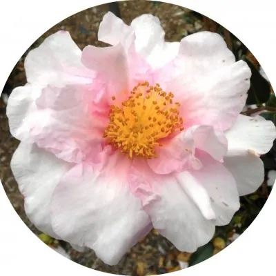 Camelia sasanqua Russhay...