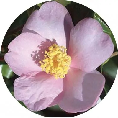 Camelia sasanqua Ashton's...