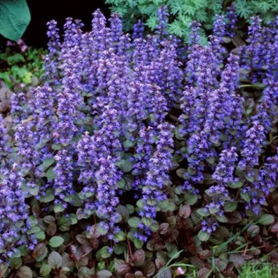 Ajuga reptans chocolate chips