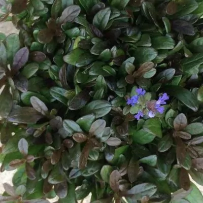 Ajuga reptans chocolate chips