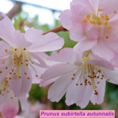 Prunus subhirtella autunnalis vaso 7/9