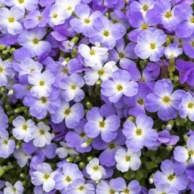 Aubretia cascade bicolor in...