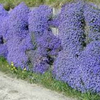 copy of Aubretia cascade blue