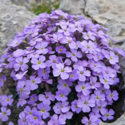 Aubretia Azurea in vaso