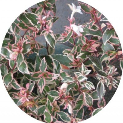 Abelia (x) grandiflora...