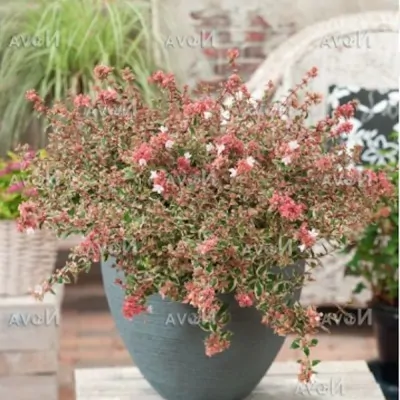 Abelia x grandiflora...