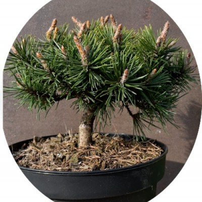 Pinus Mugo Humpy conifera...