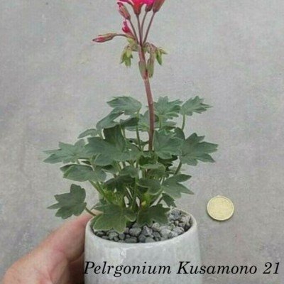 copy of Pelargonium...