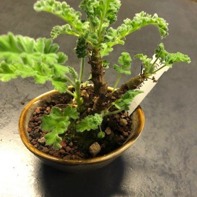 Kusamono bonsai 32