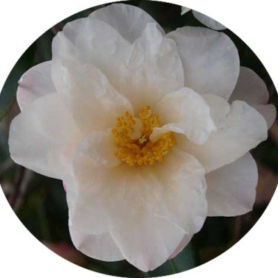 Camelia sasanqua Ginryu