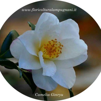 copy of Camelia Ginryu